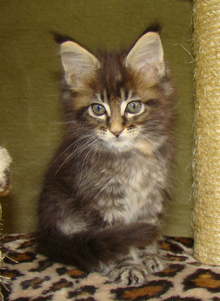     Catsvill County!   !    !       !!!    Catsvill County +7-926-544-74-09     .   ,   ,   ,    ,   ,  ,     ,   -,    ,   !
